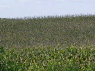 Manannah Township