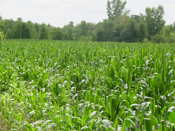 Manannah Township Meeker County
