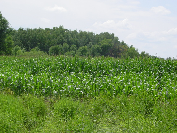 Manannah Township Meeker County