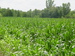 Union Grove Township Meeker County