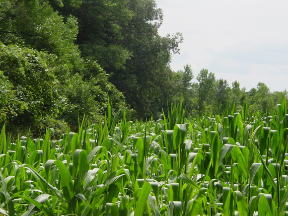 Union Grove Township Meeker County
