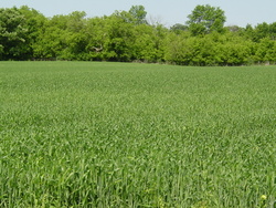 HWY 55 Image