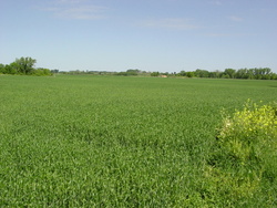 HWY 55