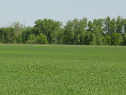 HWY 55